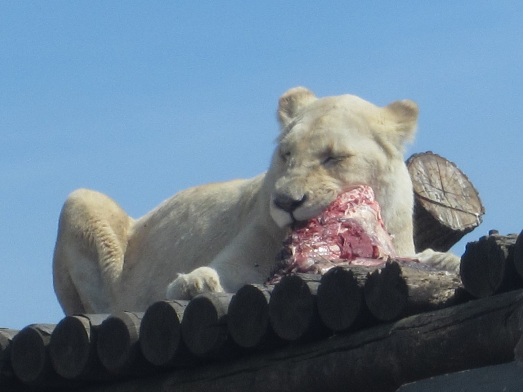 White Lion :-)