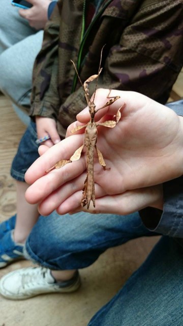 Bugtopia (2)