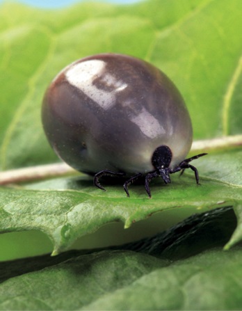 Tick Image