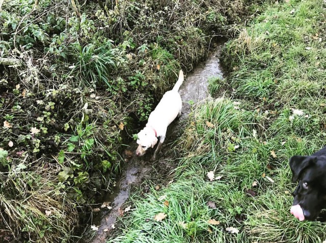 poppy-in-a-ditch